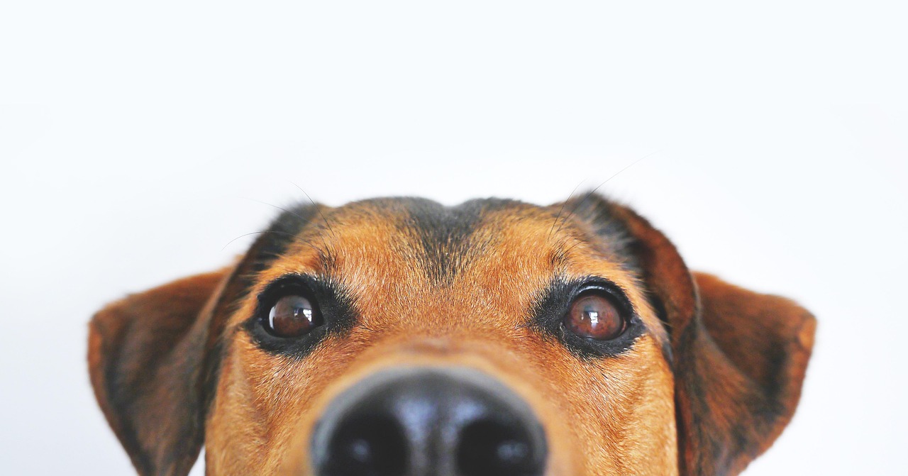 老犬の健康管理
