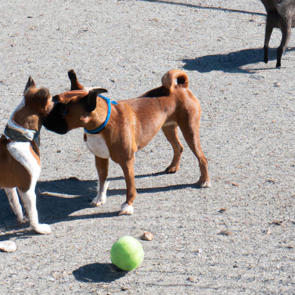 犬同士の楽しい交流の場