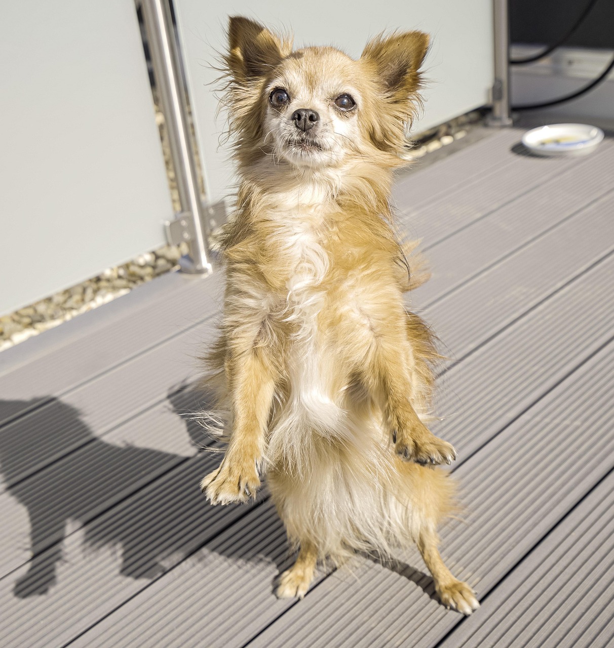 犬の昼間預かりサービス