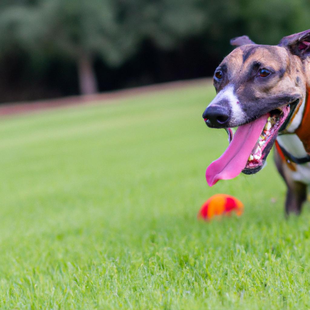 犬との遊びのプロがサポート