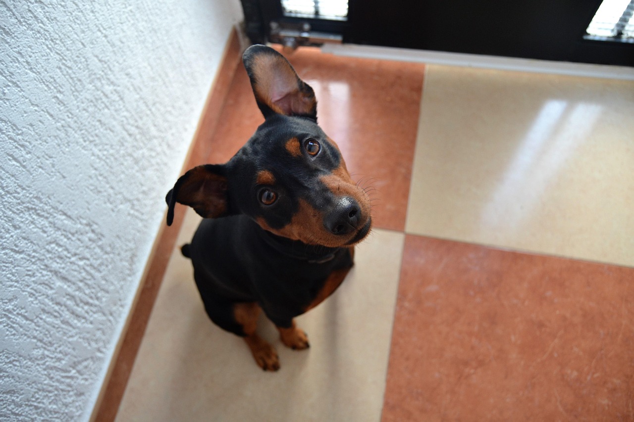 愛犬をリラックスさせる環境
