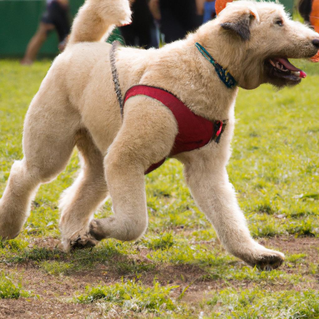 愛犬の遊び心を引き出すイベント