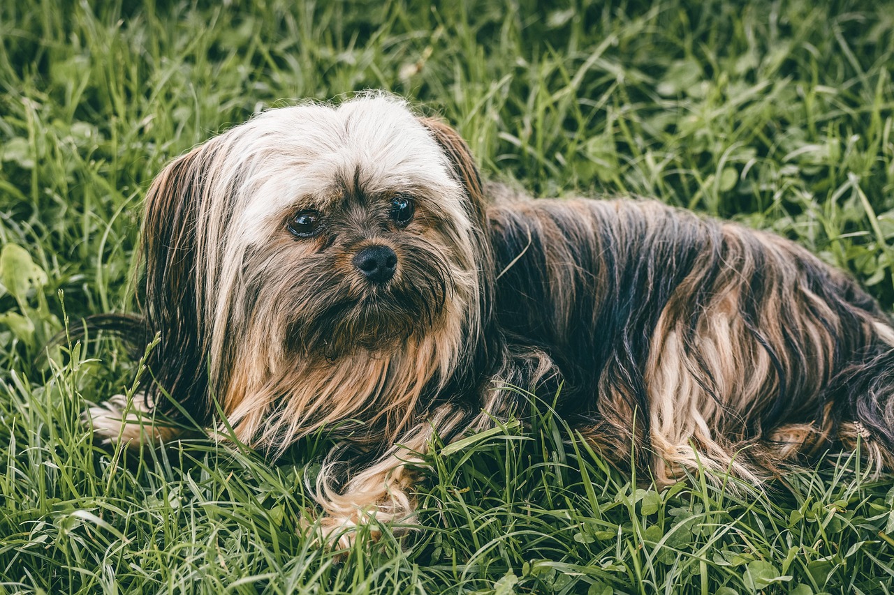 老犬専用サービスのご紹介