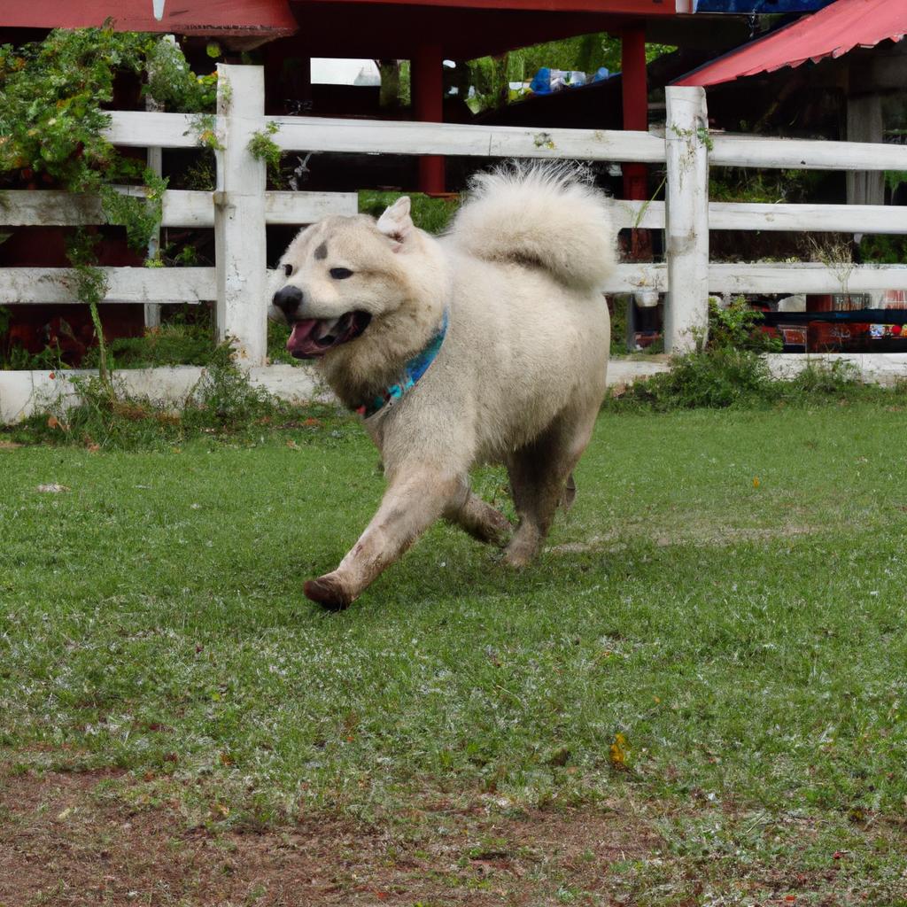 大型犬のための快適な環境