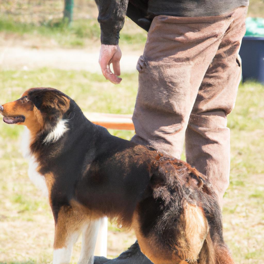 犬のしつけ教室
