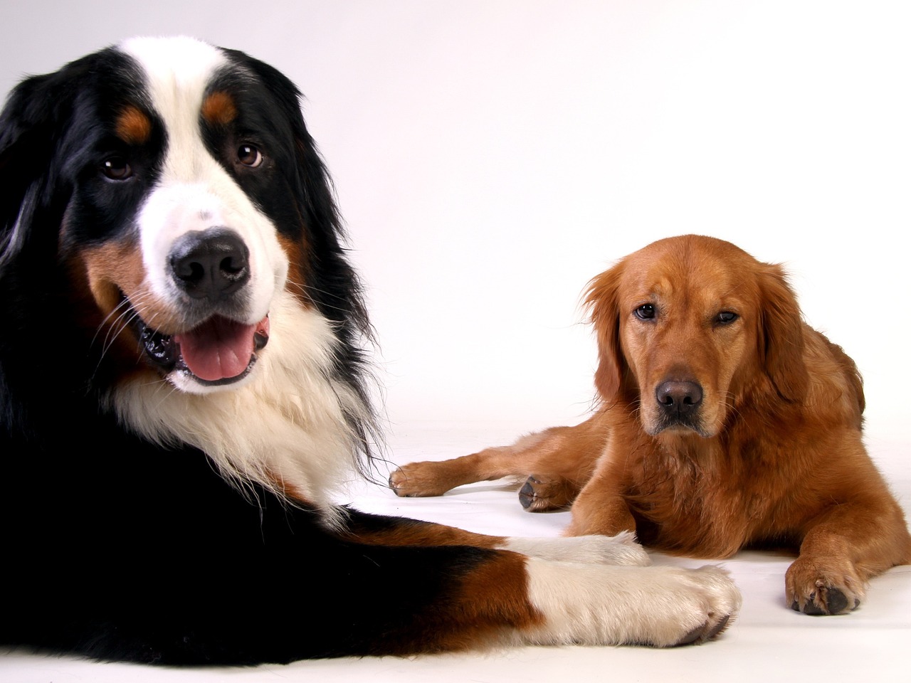 老犬ケアもお任せ