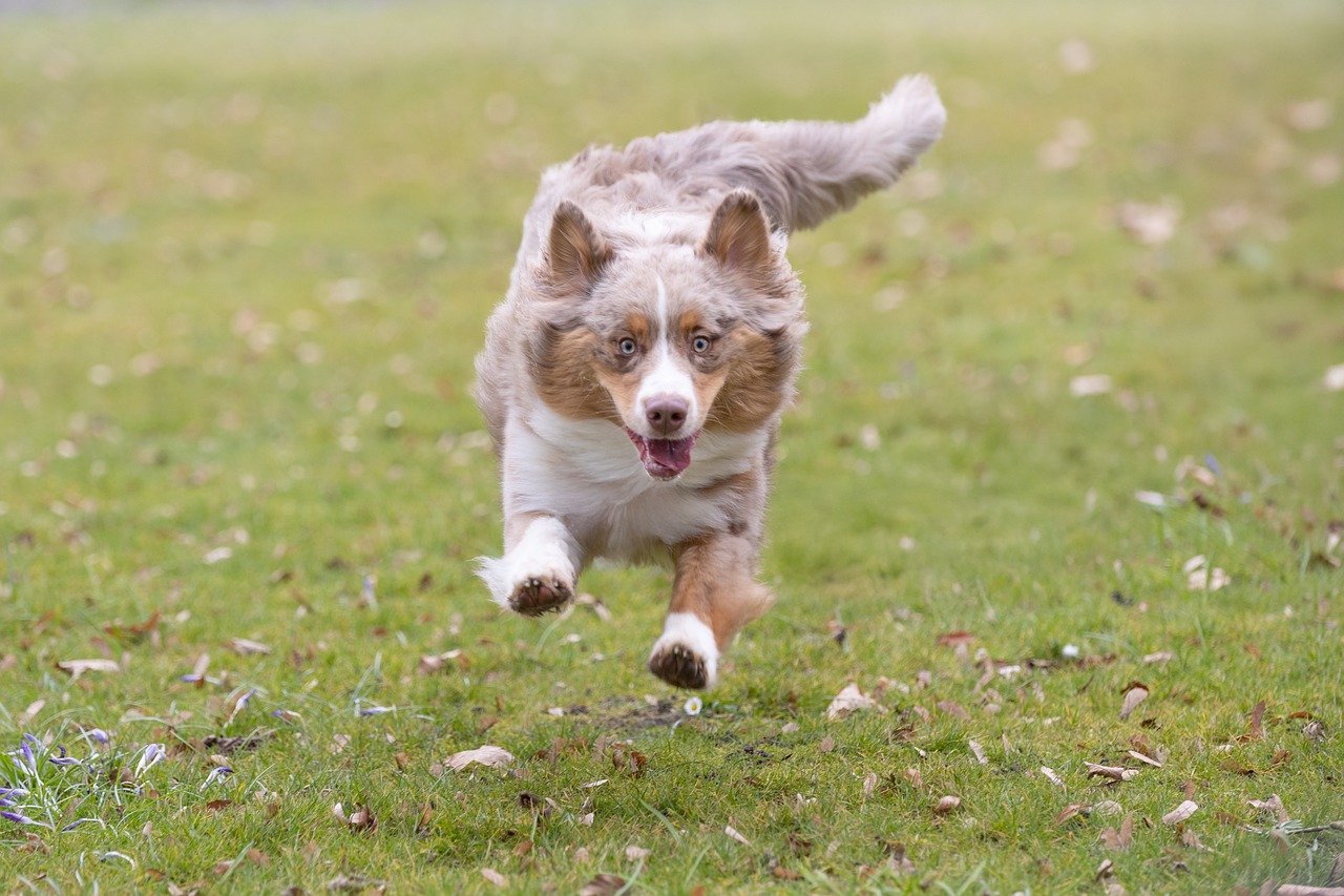 老犬にも優しい環境を提供