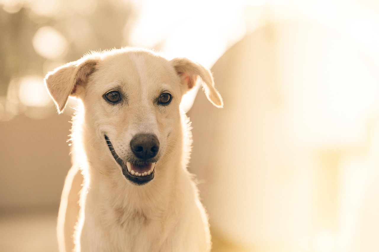 愛犬のための安らぎと遊びの空間