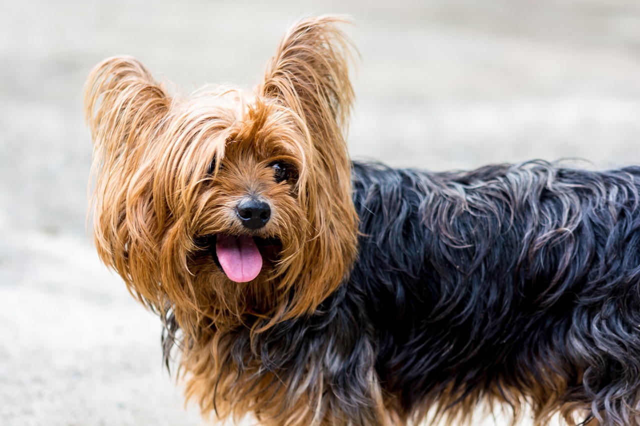 愛犬の成長と幸せをサポートする特別な場所