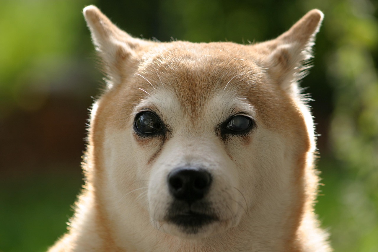 愛犬に寄り添うサポート体制