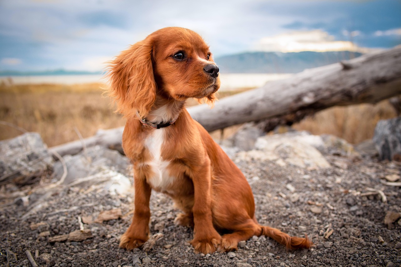 実際にお預けいただいたお客様の声