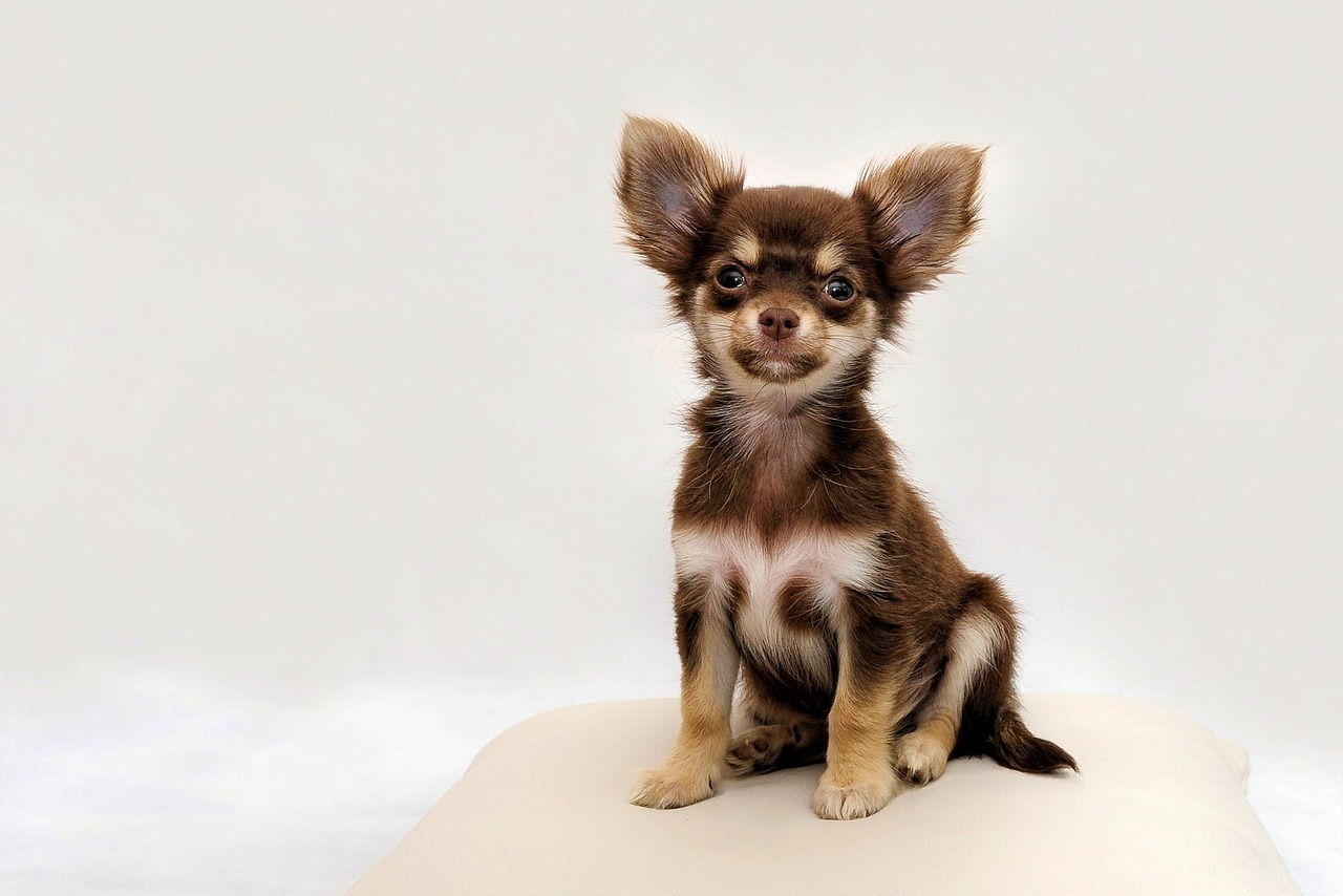 信頼できる犬のケア手法