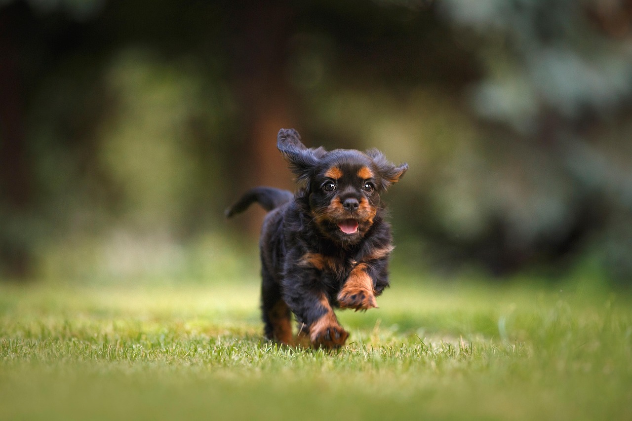 遊びを通じて愛犬のストレスを軽減