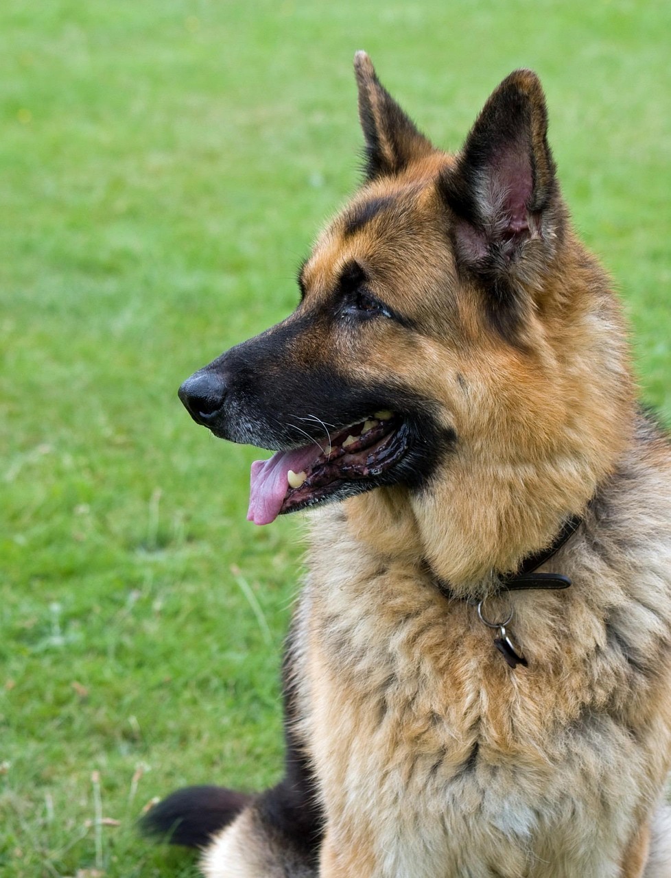 愛犬の成長をサポートするトレーニング