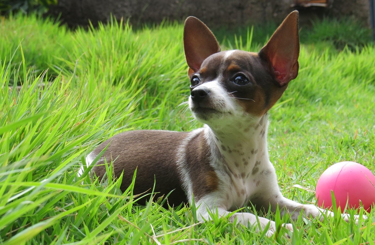 愛犬に合わせた個別対応
