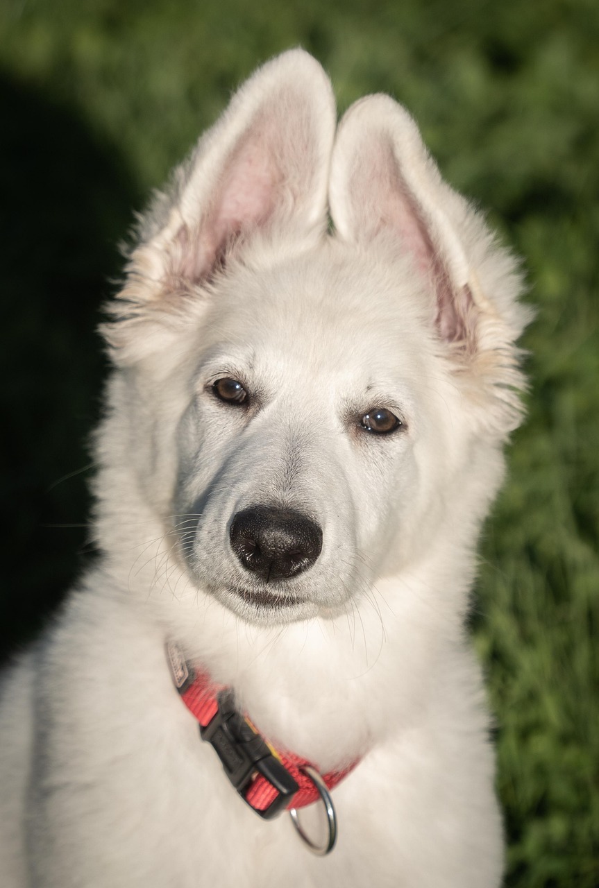 愛犬と一緒に安心安全な時間を過ごせる場所