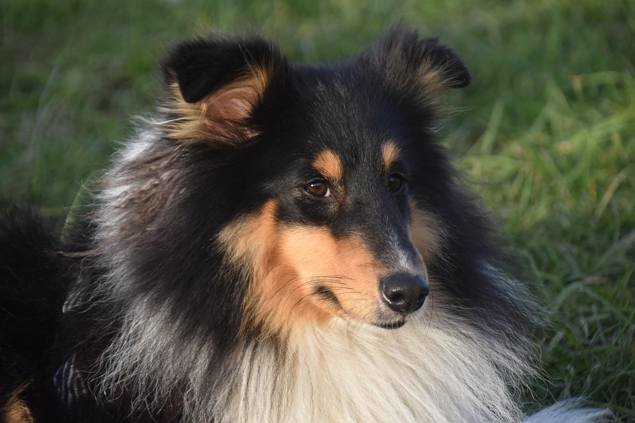 大型犬も快適に過ごせる施設