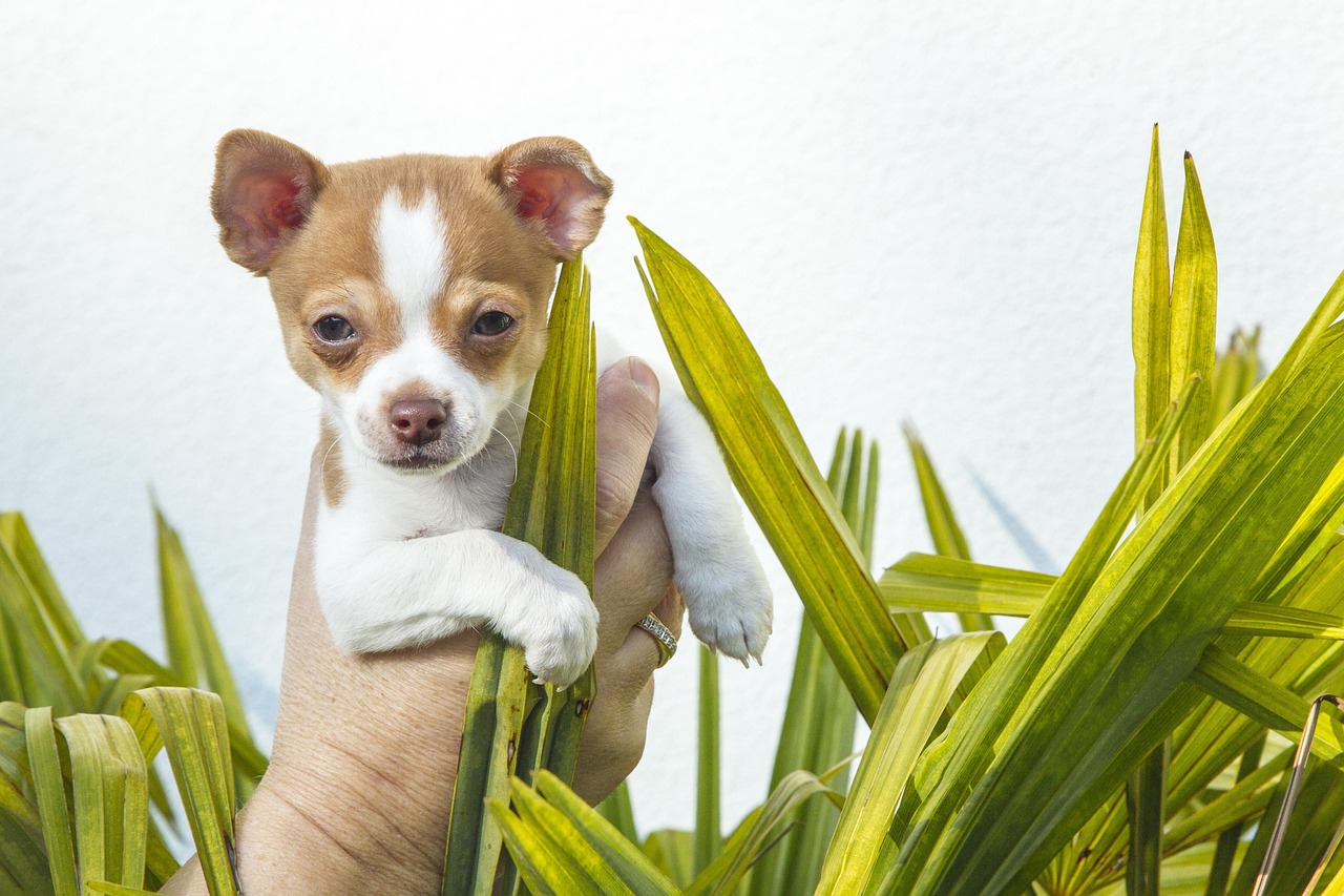 幅広い犬種に対応