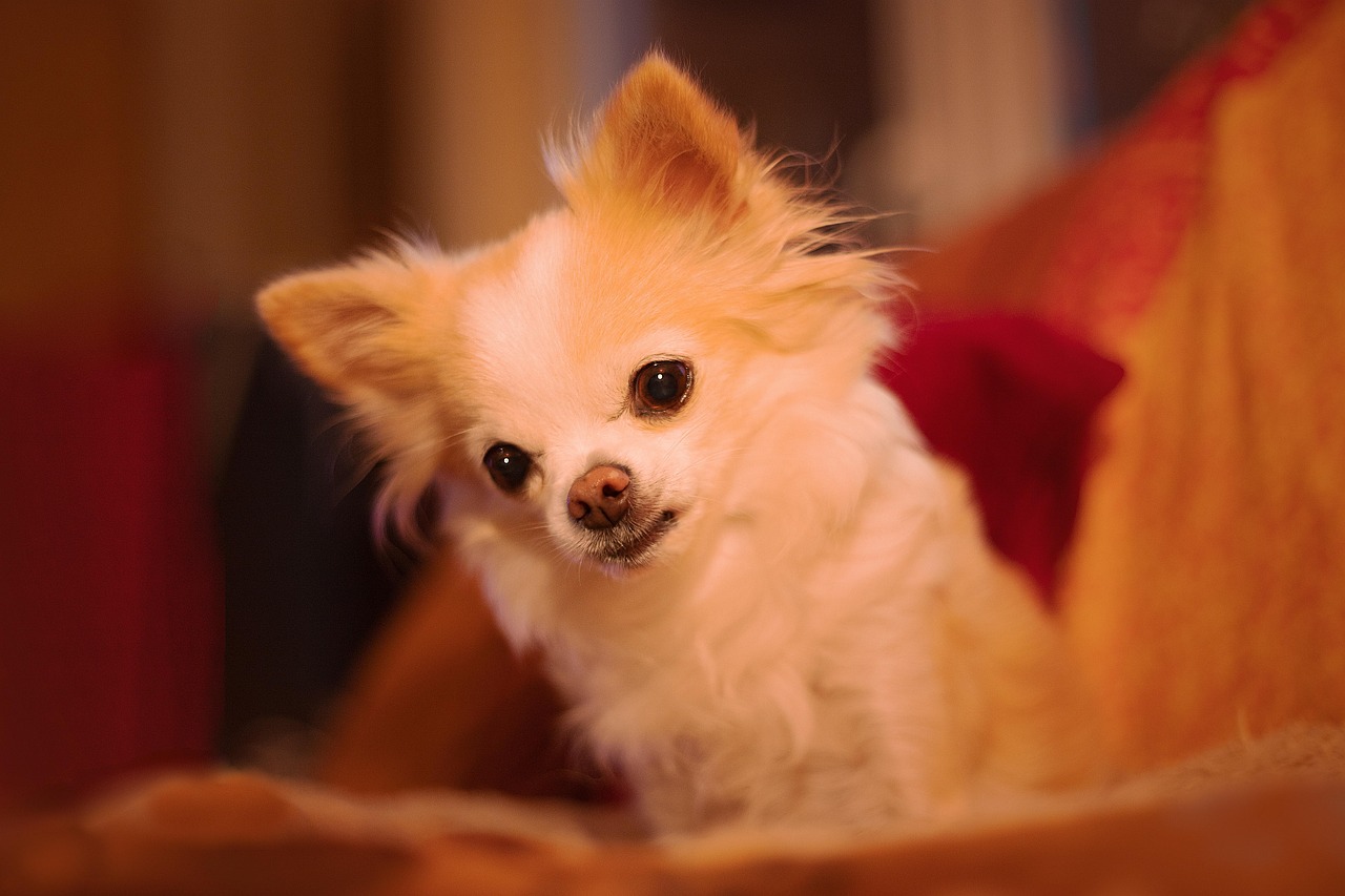 老犬ケアに特化したプログラム