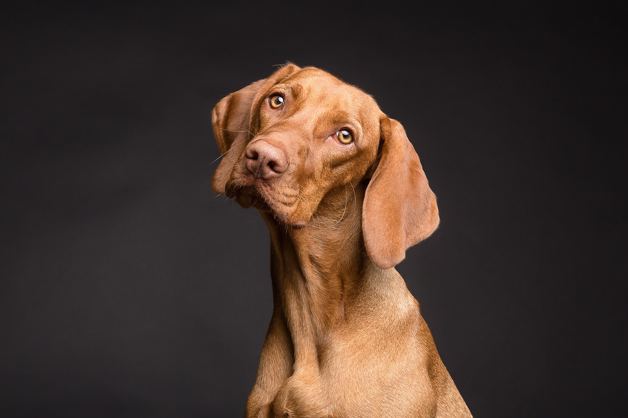 大型犬も大丈夫！