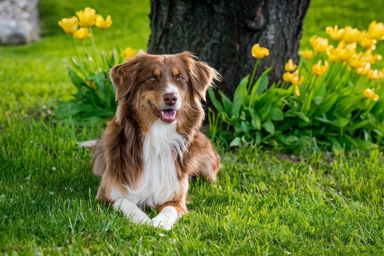 愛犬の健康管理もお任せ