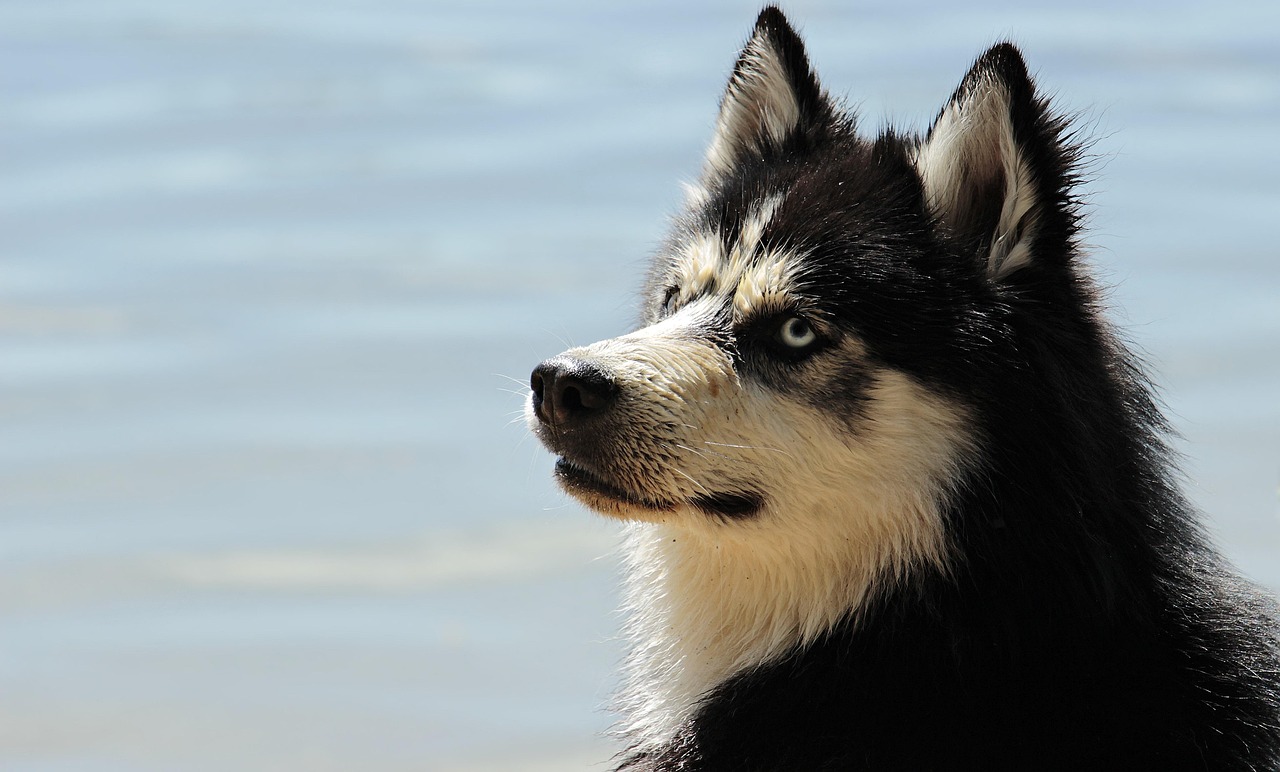 大型犬にも対応