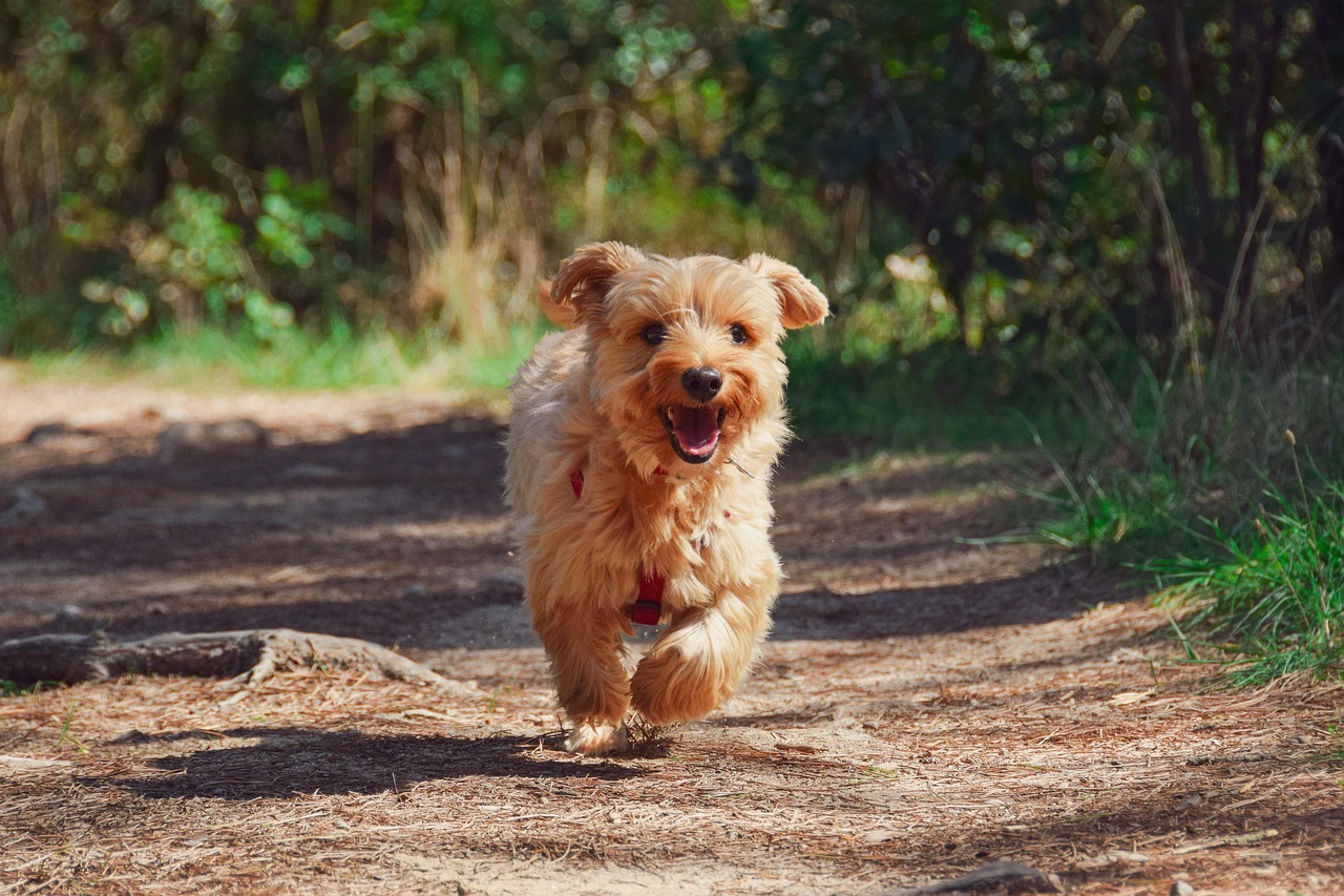 ドッグスクールで愛犬の成長をサポート