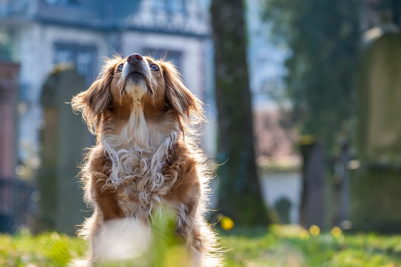 安心老犬ケア
