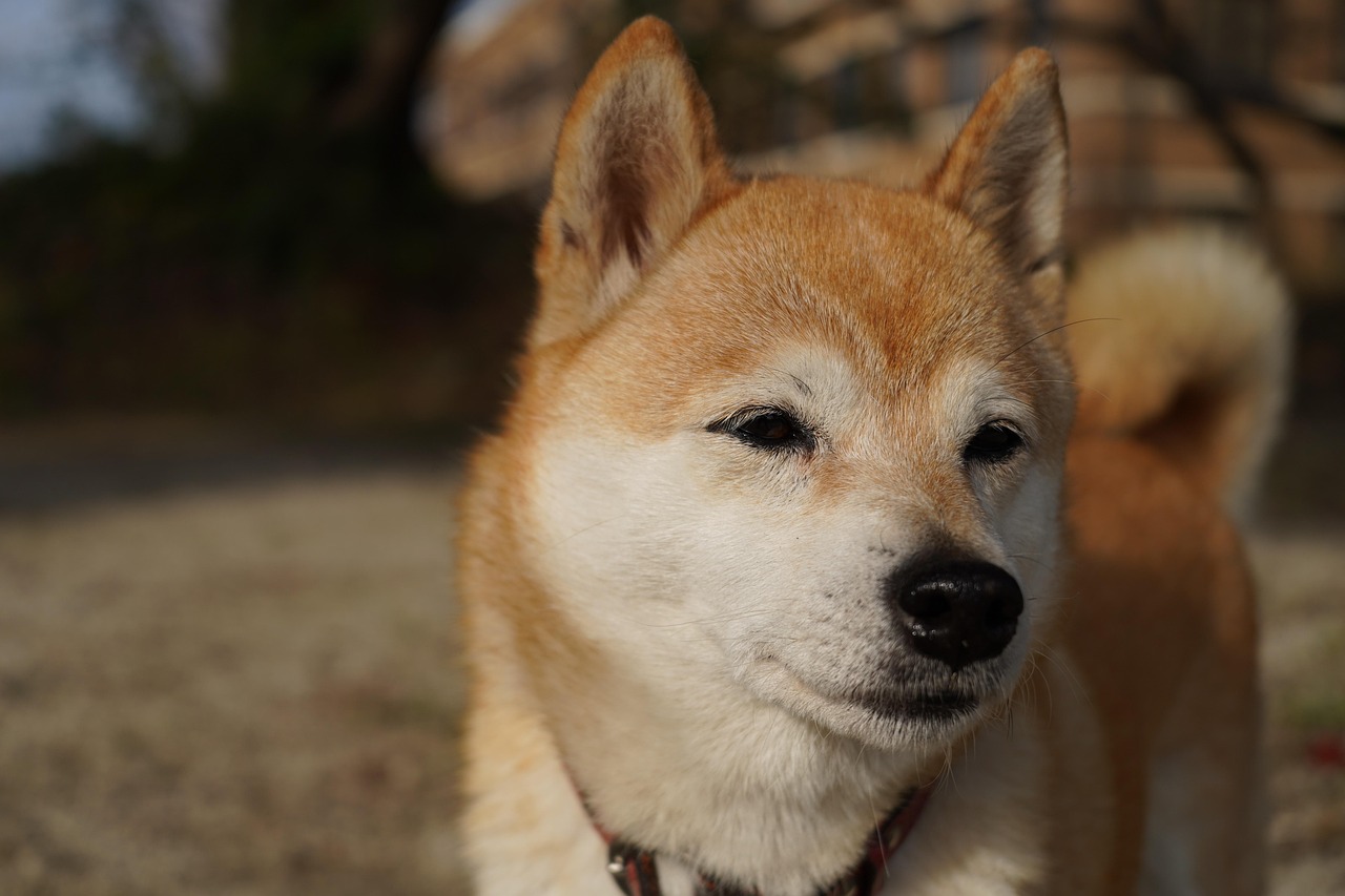 長期旅行も安心！成田空港の犬専用お泊まりプラン
