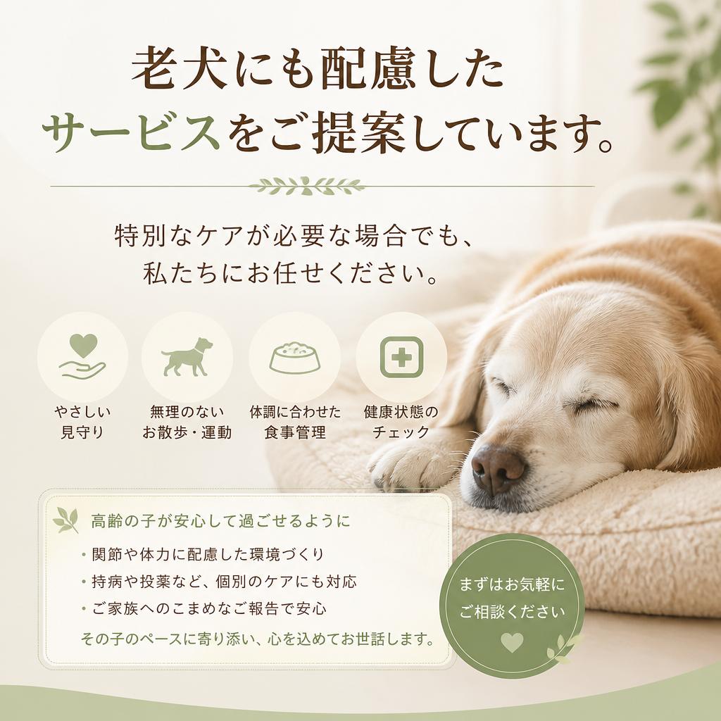 老犬への優しい対応