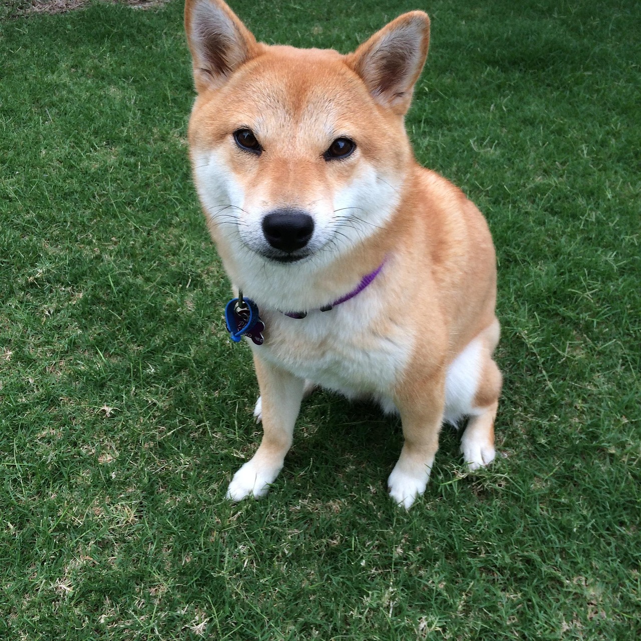 犬のお世話プランの詳細
