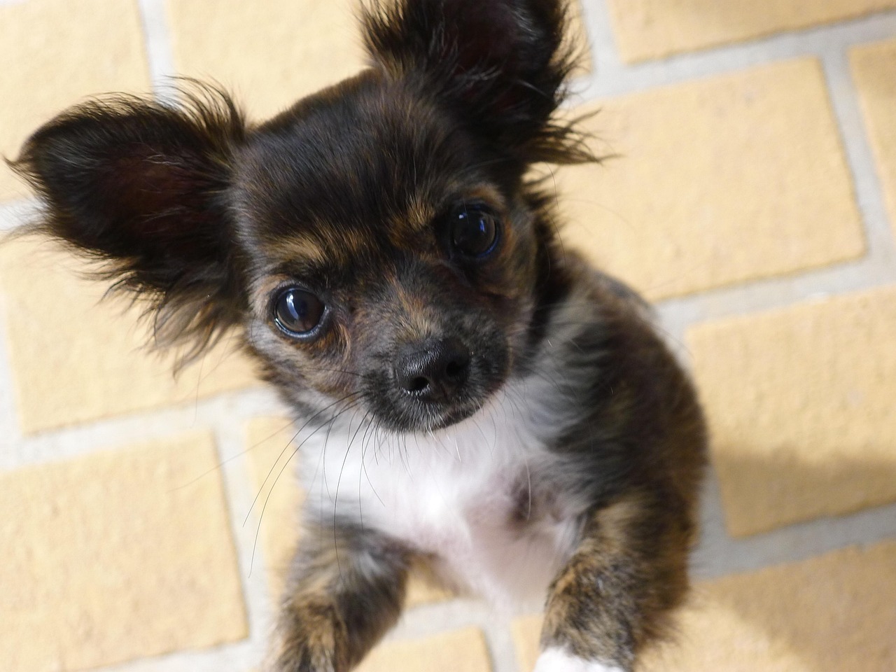愛する犬が喜ぶ、安心の送迎付きペットホテル！