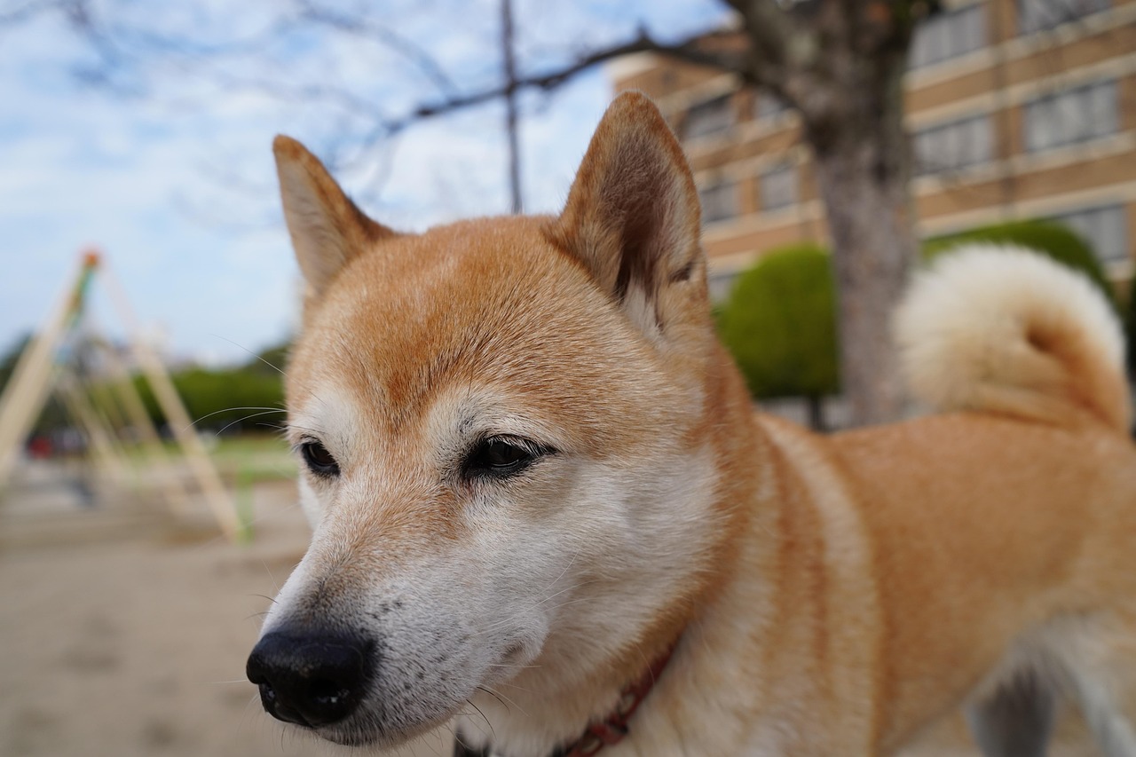 犬の社会化をサポートする安心の一時預かりサービス