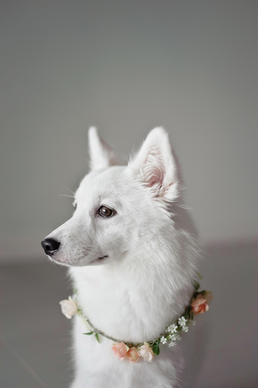 愛犬のリラックスと成長を支える、ドッグラン付き宿泊施設！