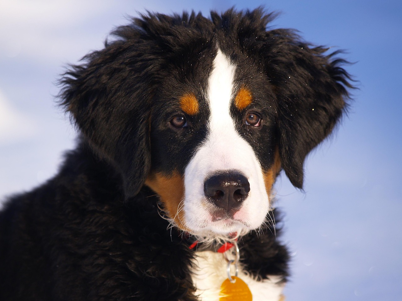 大型犬の旅に、広々ドッグランと24時間の見守りを。成田空港近くで、のびのび過ごせる特別な宿泊体験を。