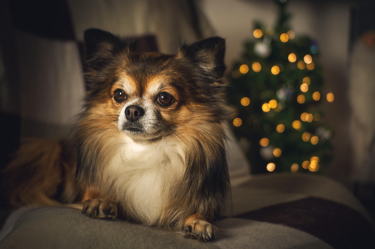 いつもの安心を、愛犬の新しい居場所に。遊びも見守りも、送迎も。
