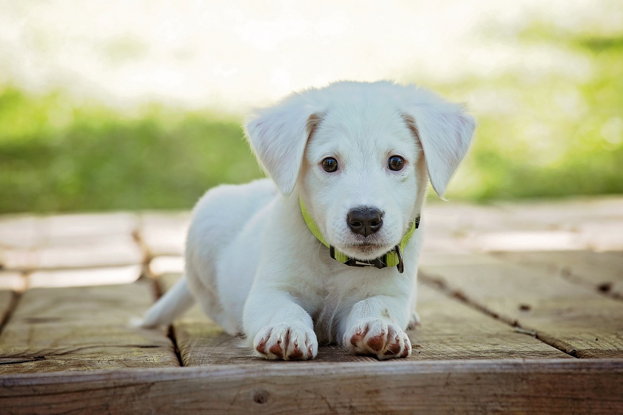 特別なケアを必要とする老犬への配慮
